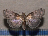 Lophoptera litigiosa